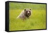 Grizzly Bear Eating-W. Perry Conway-Framed Stretched Canvas