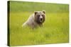 Grizzly Bear Eating-W. Perry Conway-Stretched Canvas