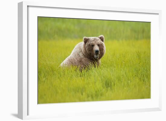 Grizzly Bear Eating-W. Perry Conway-Framed Photographic Print