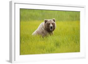 Grizzly Bear Eating-W. Perry Conway-Framed Photographic Print