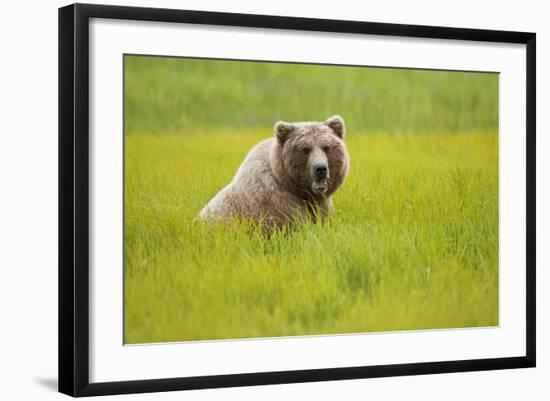 Grizzly Bear Eating-W. Perry Conway-Framed Photographic Print