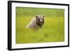 Grizzly Bear Eating-W. Perry Conway-Framed Photographic Print