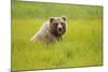 Grizzly Bear Eating-W. Perry Conway-Mounted Photographic Print