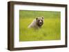 Grizzly Bear Eating-W. Perry Conway-Framed Photographic Print