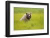 Grizzly Bear Eating-W. Perry Conway-Framed Photographic Print