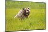 Grizzly Bear Eating-W. Perry Conway-Mounted Photographic Print