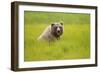 Grizzly Bear Eating-W. Perry Conway-Framed Photographic Print