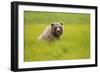 Grizzly Bear Eating-W. Perry Conway-Framed Photographic Print