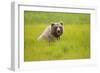 Grizzly Bear Eating-W. Perry Conway-Framed Photographic Print