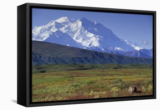 Grizzly Bear Feeding on Tundra Below Mt. Mckinley-Paul Souders-Framed Stretched Canvas