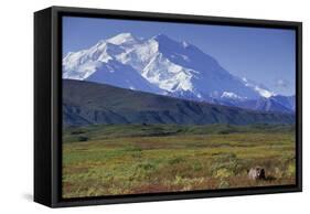 Grizzly Bear Feeding on Tundra Below Mt. Mckinley-Paul Souders-Framed Stretched Canvas