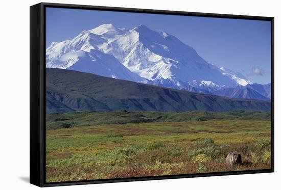 Grizzly Bear Feeding on Tundra Below Mt. Mckinley-Paul Souders-Framed Stretched Canvas