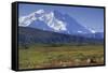 Grizzly Bear Feeding on Tundra Below Mt. Mckinley-Paul Souders-Framed Stretched Canvas