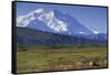 Grizzly Bear Feeding on Tundra Below Mt. Mckinley-Paul Souders-Framed Stretched Canvas