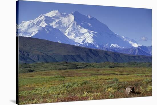 Grizzly Bear Feeding on Tundra Below Mt. Mckinley-Paul Souders-Stretched Canvas