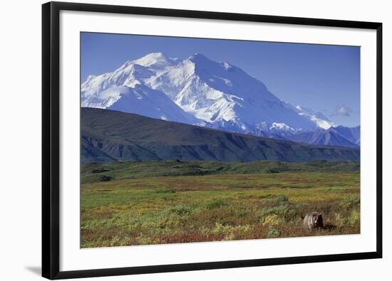 Grizzly Bear Feeding on Tundra Below Mt. Mckinley-Paul Souders-Framed Photographic Print