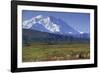 Grizzly Bear Feeding on Tundra Below Mt. Mckinley-Paul Souders-Framed Photographic Print