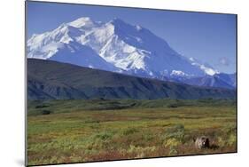 Grizzly Bear Feeding on Tundra Below Mt. Mckinley-Paul Souders-Mounted Photographic Print