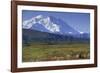 Grizzly Bear Feeding on Tundra Below Mt. Mckinley-Paul Souders-Framed Photographic Print