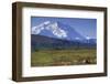 Grizzly Bear Feeding on Tundra Below Mt. Mckinley-Paul Souders-Framed Photographic Print