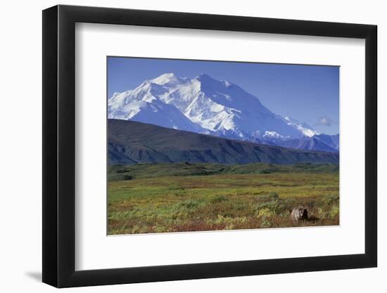 Grizzly Bear Feeding on Tundra Below Mt. Mckinley-Paul Souders-Framed Photographic Print