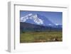 Grizzly Bear Feeding on Tundra Below Mt. Mckinley-Paul Souders-Framed Photographic Print