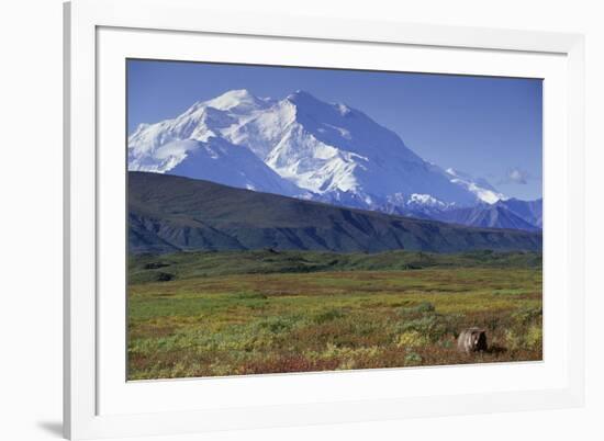 Grizzly Bear Feeding on Tundra Below Mt. Mckinley-Paul Souders-Framed Photographic Print