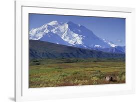 Grizzly Bear Feeding on Tundra Below Mt. Mckinley-Paul Souders-Framed Photographic Print