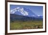 Grizzly Bear Feeding on Tundra Below Mt. Mckinley-Paul Souders-Framed Photographic Print