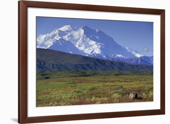 Grizzly Bear Feeding on Tundra Below Mt. Mckinley-Paul Souders-Framed Photographic Print