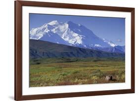 Grizzly Bear Feeding on Tundra Below Mt. Mckinley-Paul Souders-Framed Photographic Print