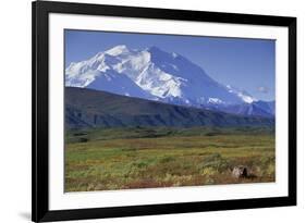 Grizzly Bear Feeding on Tundra Below Mt. Mckinley-Paul Souders-Framed Photographic Print