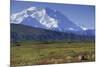 Grizzly Bear Feeding on Tundra Below Mt. Mckinley-Paul Souders-Mounted Photographic Print