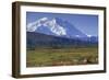 Grizzly Bear Feeding on Tundra Below Mt. Mckinley-Paul Souders-Framed Photographic Print