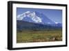 Grizzly Bear Feeding on Tundra Below Mt. Mckinley-Paul Souders-Framed Photographic Print