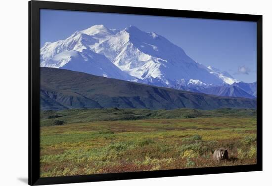 Grizzly Bear Feeding on Tundra Below Mt. Mckinley-Paul Souders-Framed Photographic Print