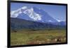 Grizzly Bear Feeding on Tundra Below Mt. Mckinley-Paul Souders-Framed Photographic Print