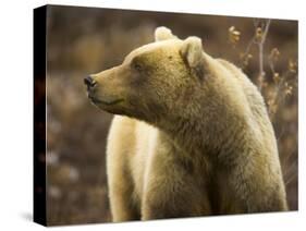 Grizzly Bear Female in Tundra-Momatiuk - Eastcott-Stretched Canvas