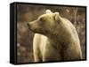 Grizzly Bear Female in Tundra-Momatiuk - Eastcott-Framed Stretched Canvas