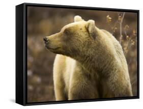 Grizzly Bear Female in Tundra-Momatiuk - Eastcott-Framed Stretched Canvas