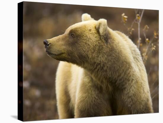 Grizzly Bear Female in Tundra-Momatiuk - Eastcott-Stretched Canvas