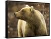 Grizzly Bear Female in Tundra-Momatiuk - Eastcott-Framed Stretched Canvas