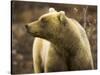 Grizzly Bear Female in Tundra-Momatiuk - Eastcott-Stretched Canvas