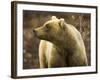Grizzly Bear Female in Tundra-Momatiuk - Eastcott-Framed Photographic Print