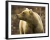 Grizzly Bear Female in Tundra-Momatiuk - Eastcott-Framed Photographic Print