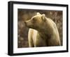 Grizzly Bear Female in Tundra-Momatiuk - Eastcott-Framed Photographic Print