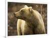 Grizzly Bear Female in Tundra-Momatiuk - Eastcott-Framed Photographic Print