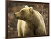 Grizzly Bear Female in Tundra-Momatiuk - Eastcott-Framed Photographic Print