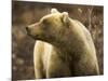 Grizzly Bear Female in Tundra-Momatiuk - Eastcott-Mounted Photographic Print