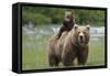 Grizzly bear female with cub riding on back, Katmai NP, Alaska-Oliver Scholey-Framed Stretched Canvas
